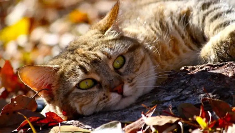 Казахстанцев ждет суббота без осадков