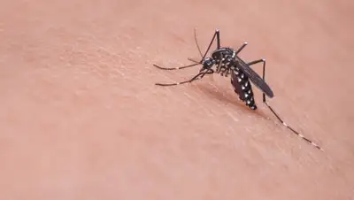 Pixabay, фото - Новости Zakon.kz от 21.08.2020 17:16