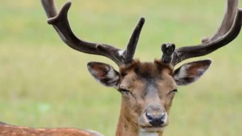 Видео с окровавленными оленями в зоопарке шокировало казахстанцев