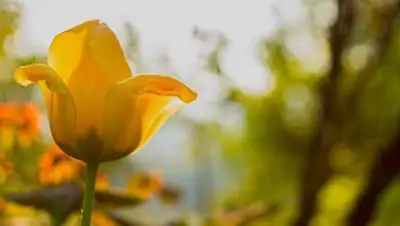 pixabay.com, фото - Новости Zakon.kz от 05.04.2021 11:30