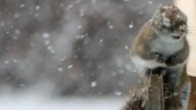 BNews.kz, фото - Новости Zakon.kz от 24.02.2018 06:00