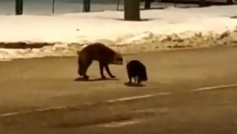 Кот и лиса подрались за сосиску на границе России и Польши