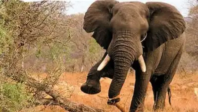 Zakon.kz, фото - Новости Zakon.kz от 24.07.2017 22:20