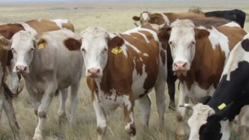 В Казахстане по программе «Сыбага» в 2014 приобрели порядка 54 тыс голов КРС