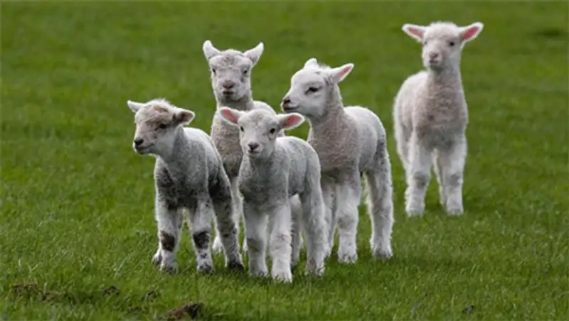 В ЗКО строится комбинат по переработке мяса ягнят