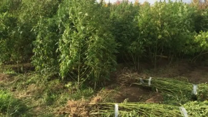 В ЗКО обнаружена крупная плантация конопли
