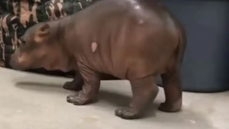 Недоношенный бегемотик стал звездой соцсетей