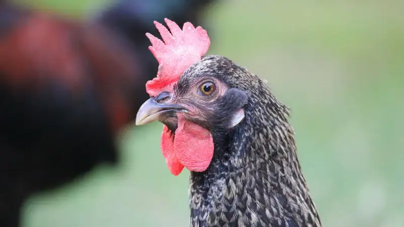 В Чехии забьют 750 тысяч кур из-за птичьего гриппа