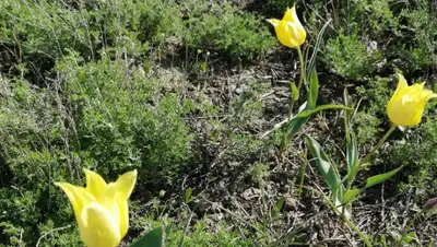 Айналдым сенен, Атаменiм, фото - Новости Zakon.kz от 04.05.2019 17:52