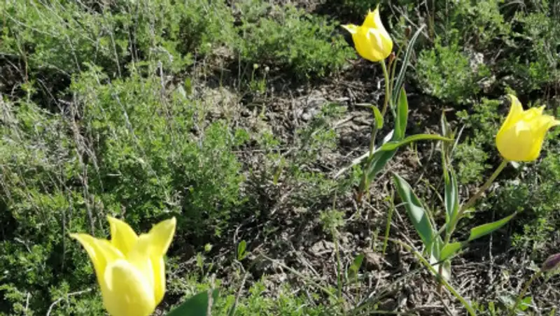 Фестиваль тюльпанов прошел в Костанайской области