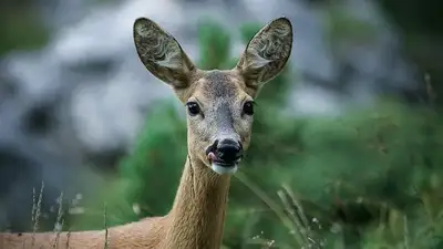 поиск раненного животного, фото - Новости Zakon.kz от 13.06.2023 20:45