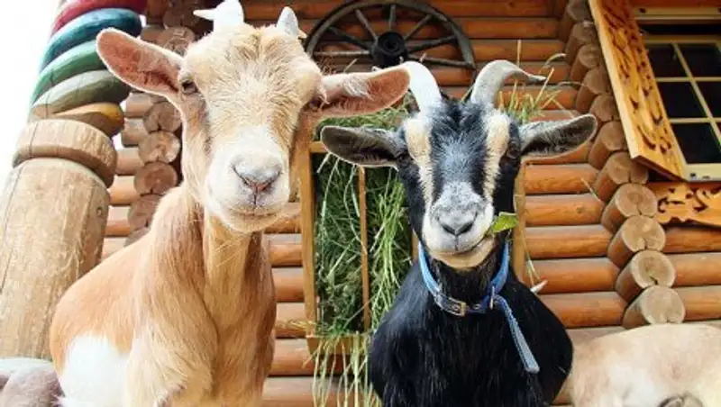 В зоопарке Алматы безобидных питомцев выпустят из вольеров