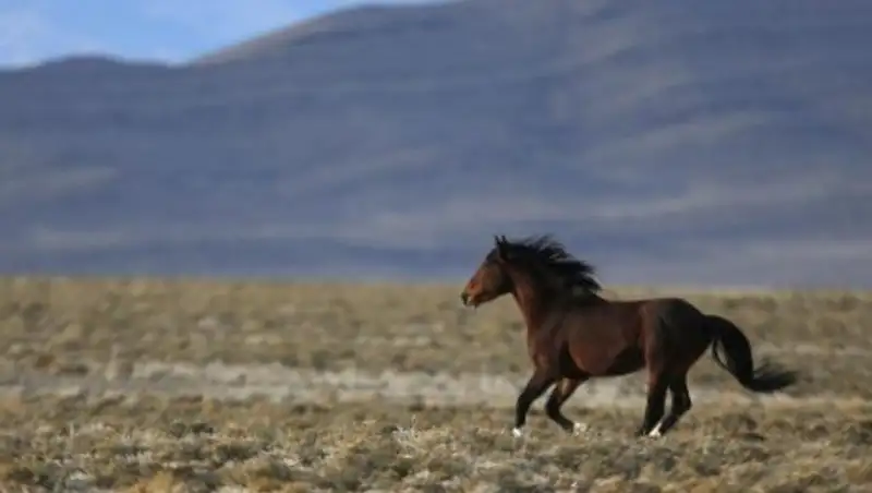 Автомобиль столкнулся с лошадьми в Акмолинской области, водитель погиб