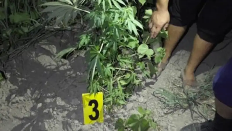 Т&#1257;ртк&#1257;л т&#1201;р&#1171;ыны ма&#1179;та арасына &#1179;арасора еккен