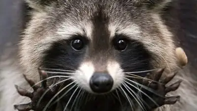 animal.by, фото - Новости Zakon.kz от 16.05.2021 12:07