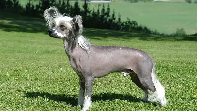 Китайская хохлатая признана самой уродливой собакой в ​​мире