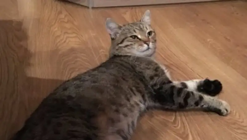 Пропавший семь лет назад кот вернулся к хозяевам