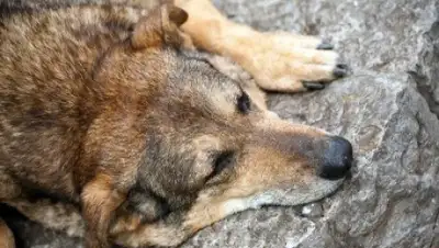 Zakon.kz, фото - Новости Zakon.kz от 01.04.2015 21:14