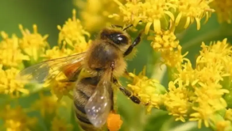 Г&#1199;л тоза&#1187;ын аккумулятор &#1257;ндірісінде &#1179;олдану&#1171;а болады   