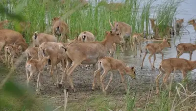 Zakon.kz, фото - Новости Zakon.kz от 18.03.2016 15:26