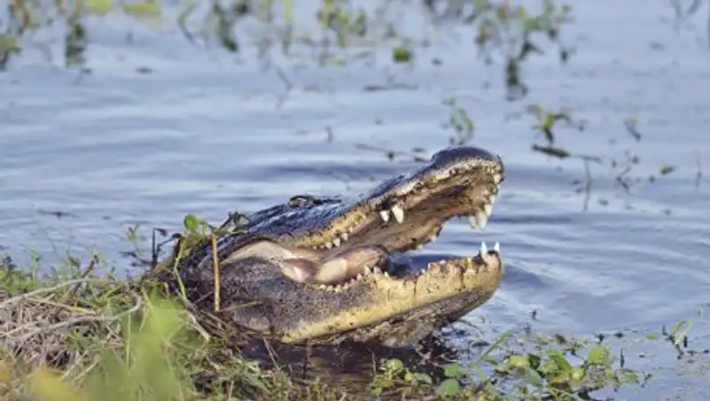 В Мексике крокодил утащил под воду ребенка
