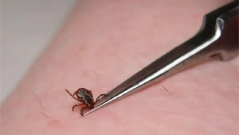 В Жамбылской области принимаются все меры для борьбы с ККГЛ