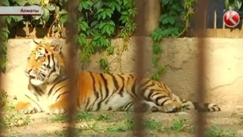 Полиция расследует тайную передачу амурского тигра зоопарку Алматы