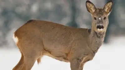 Zakon.kz, фото - Новости Zakon.kz от 08.02.2016 20:15