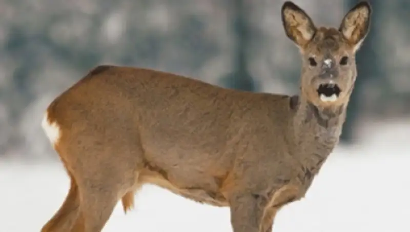 Житель Акмолинской области задержан за убийство трех сибирских косуль
