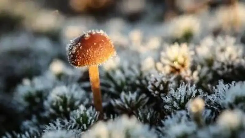 Заморозки ожидаются в Казахстане