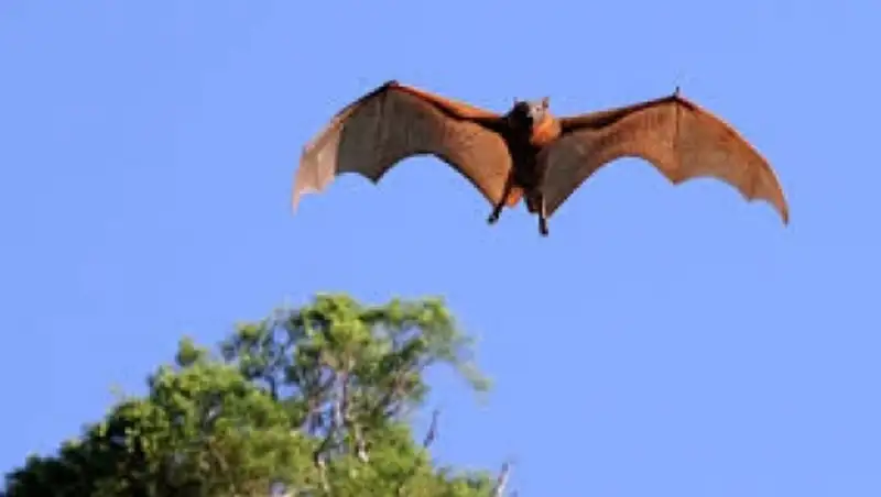 В Австралии объявили чрезвычайное положение из-за летучих лисиц