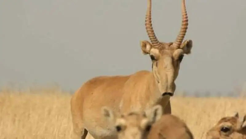 У актюбинского браконьера изъяли рога сайгака