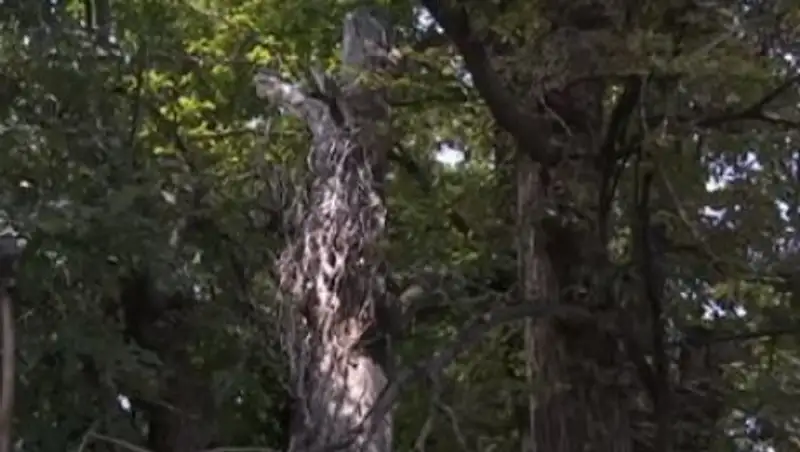 Медеу ауданы т&#1201;р&#1171;ындарыны&#1187; &#1257;міріне &#1179;ура&#1171;ан а&#1171;аштар &#1179;ауіп т&#1257;ндіруде