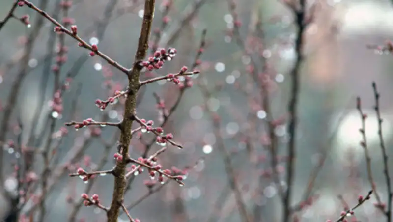 На севере и востоке Казахстана ожидаются осадки 9 марта