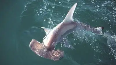 floridatoday.com, фото - Новости Zakon.kz от 20.06.2018 21:57