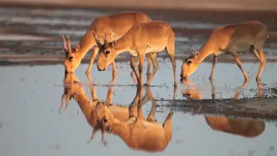 Zakon.kz, фото - Новости Zakon.kz от 13.05.2015 21:54