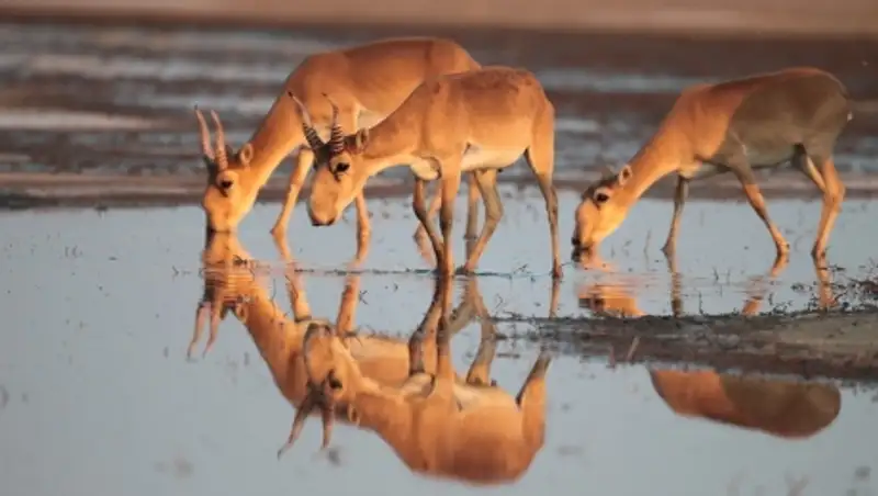 Количество погибших сайгаков в Костанайской области превысило 1 тыс.голов - Минсельхоз