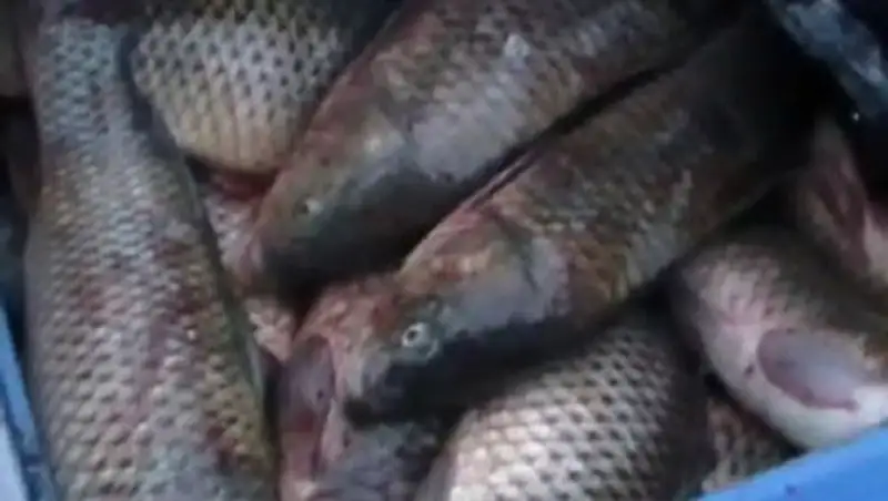 В Атырауской области усилена борьба с браконьерским транспортом