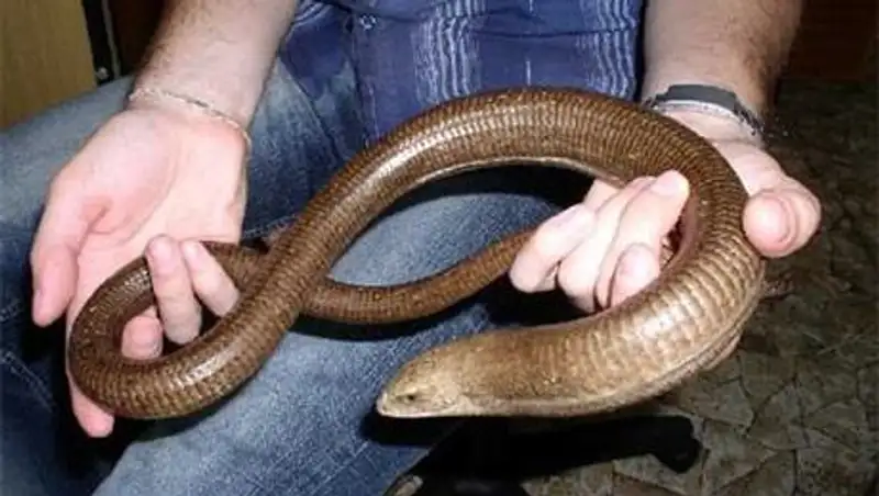 Житель Алматинской области пытался сделать бизнес на краснокнижных рептилиях