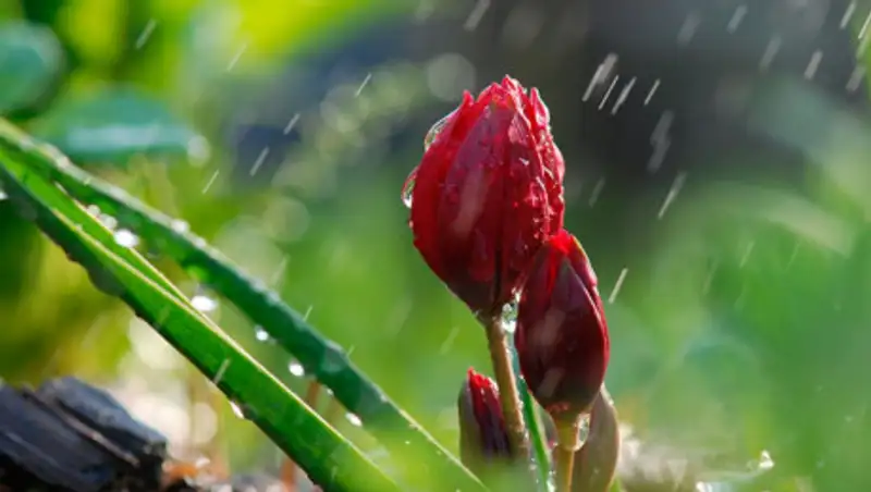 3 мая казахстанцев ожидают дожди, гроза и усиление ветра