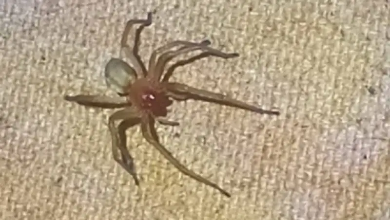 В ВКО нашествие ядовитых пауков