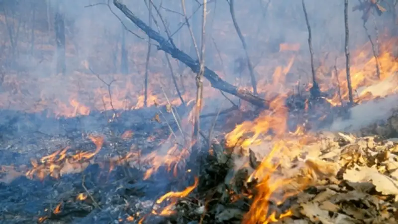 Пожары в Сибири: обстановка осложняется