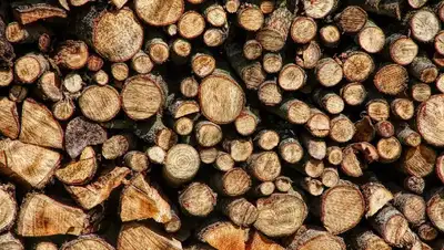 запрет вывоз древесина, фото - Новости Zakon.kz от 02.12.2021 10:03