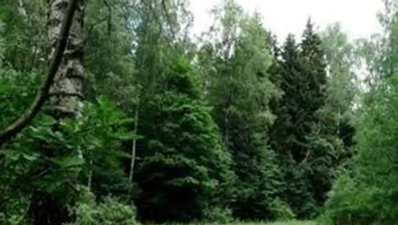 Глава МООС ответил депутату А.Бегенееву на вопрос по озеленению РК, фото - Новости Zakon.kz от 28.10.2013 16:53