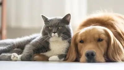 livejournal.ru, фото - Новости Zakon.kz от 19.01.2019 00:04