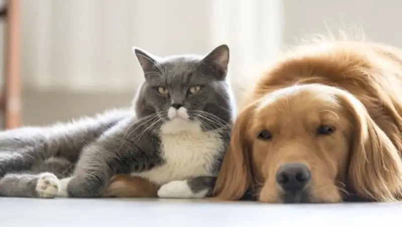 Интернет предпочитает собак: Google разбил известные мифы Сети