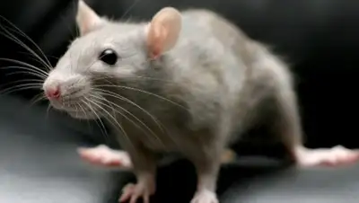 Zakon.kz, фото - Новости Zakon.kz от 09.04.2015 15:11