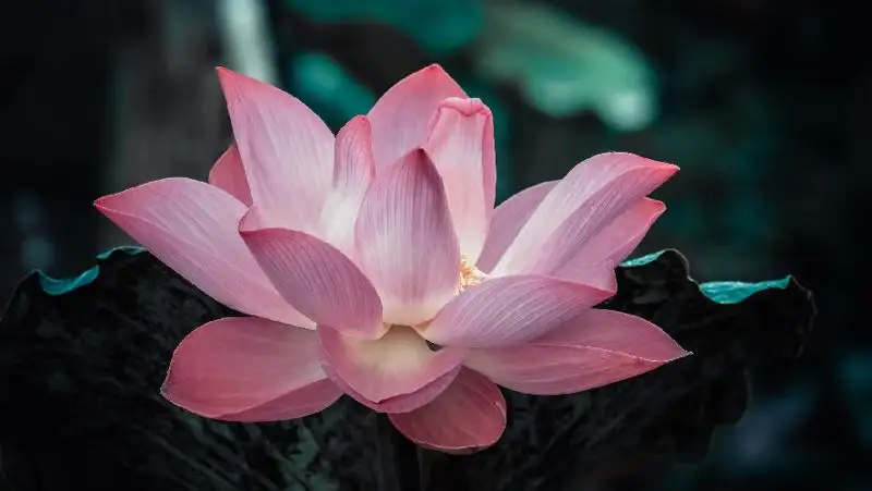 Блогер из Актау снял видео в долине лотосов