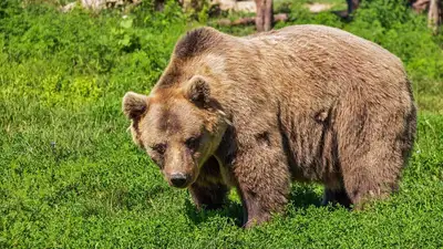 В Узбекистана медведь загрыз работника зоопарка, фото - Новости Zakon.kz от 08.01.2023 10:04