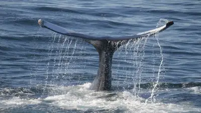 Zakon.kz, фото - Новости Zakon.kz от 07.08.2017 17:13